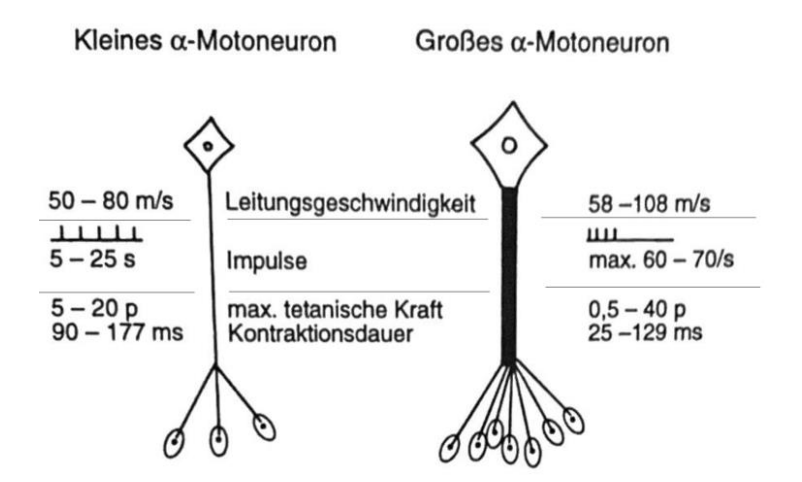 Schematische Gegenüberstellung kleines und großes α-Motoneuron mit Nervenfasern, Endplatten, Leitgeschwindigkeit und Impulsangaben